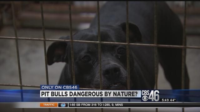 Man who rescues pit bulls says breed not as dangerous as some might think
