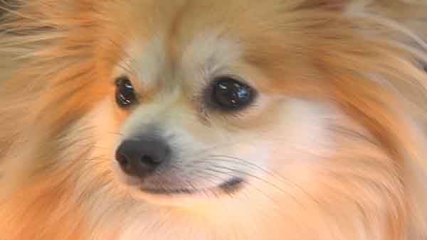 Dog eats $10K worth of diamonds - WSMV Channel 4