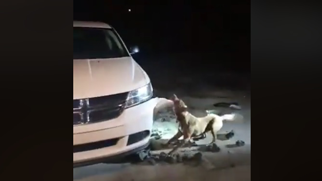 Woman watches as dog destroys vehicle