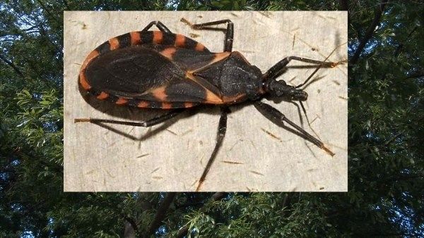 Kissing bugs being blamed for potentially deadly illness