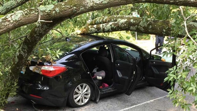 Tree falls on vehicle with woman and children inside