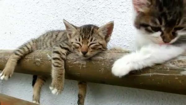 kitten wake up