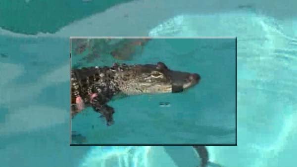 Would you have an alligator pool party? - CBS Atlanta 46