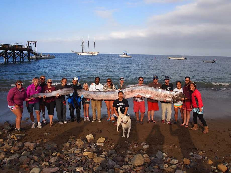 18-foot-long-sea-creature-found-in-california-cbs46-news