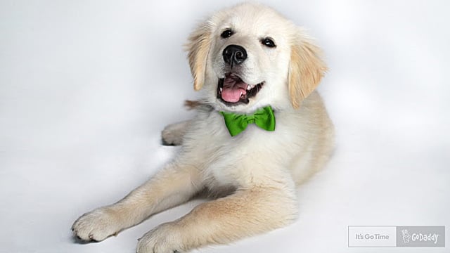 GoDaddy adopts puppy from commercial, gives him office, title.