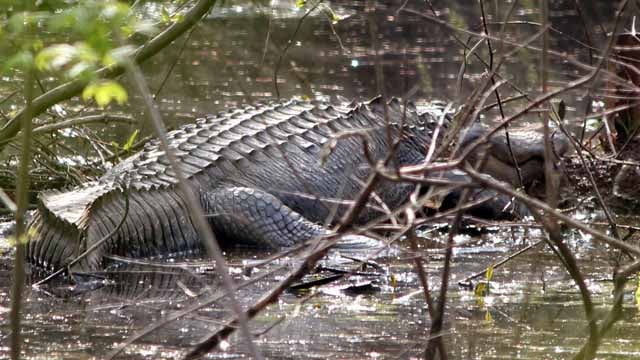 Officials to remove gator in Chattahoochee River National Park - CBS46 News