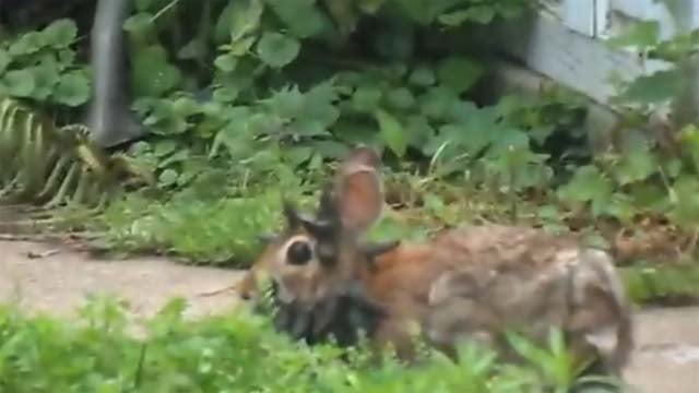 Viral Video: The world's scariest rabbit - KCTV5 News