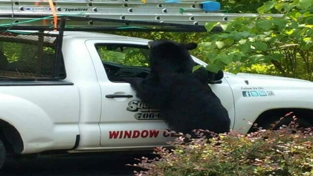 Bear Sneaks Food And Soda From Work Truck In North Georgia Bear Sneaks Food And Soda From Work Truck In North Georgia Arizona S Family