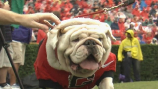 Former Georgia English bulldog mascot Uga IX dies - CBS46 News